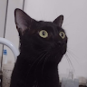 Atendimento veterinário a domicílio